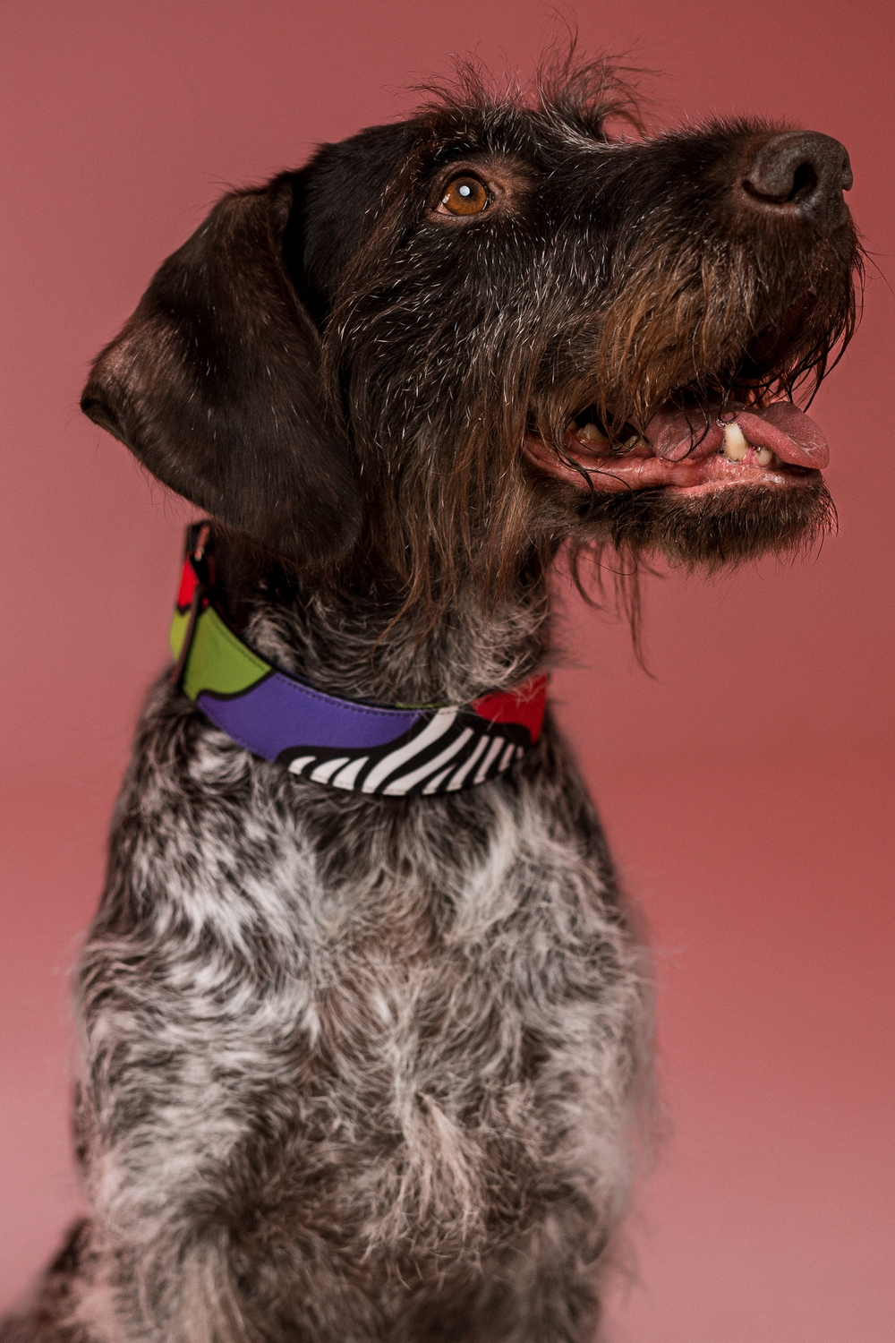 Ошейник Вайб 90-х