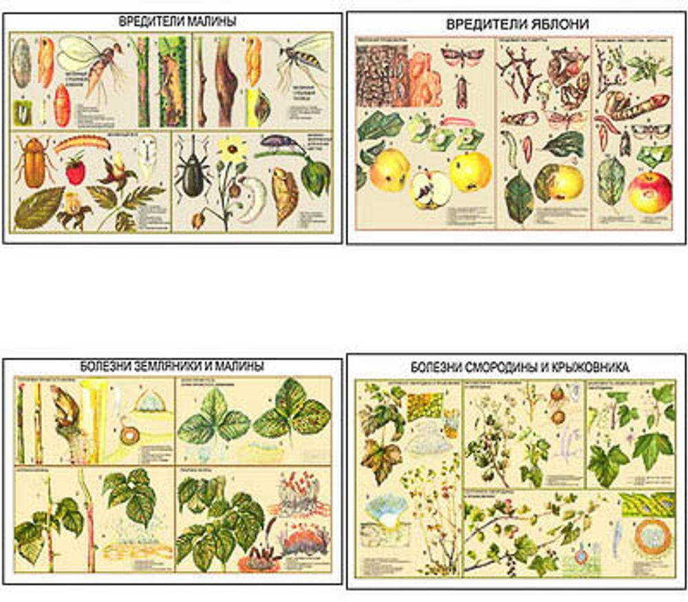 Плакаты ПРОФТЕХ &quot;Вредители и болезни плодово-ягодных культур&quot; (11 пл, винил, 70х100)