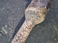 Катализатор Geely Atlas (2016-2022)