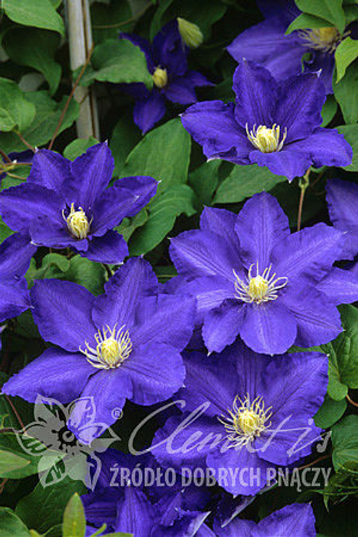 Клематис гибридный Лазурштерн Закупка М33 апрель 2026