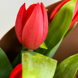 Букет из тюльпанов в крафте