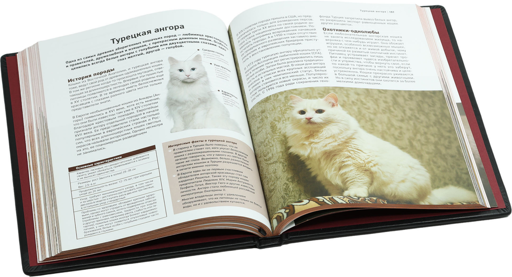 Все породы кошек