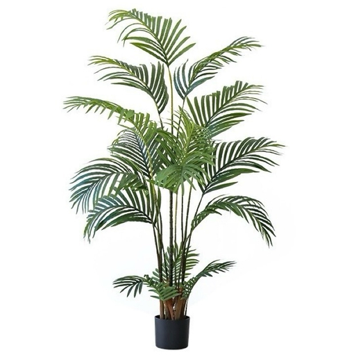 Пальма Дипсис 150 см.
