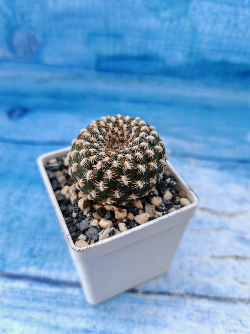 Sulcorebutia Arenacea (Сулькоребуция)