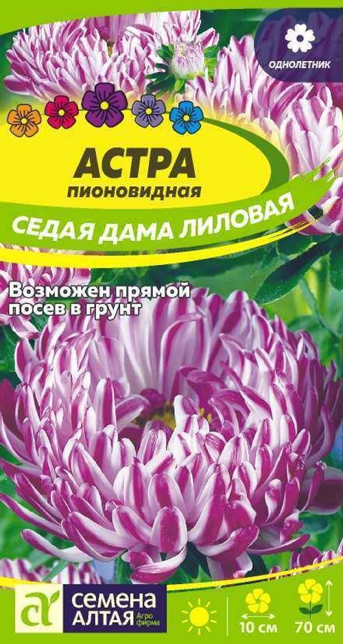 Астра Седая дама лиловая