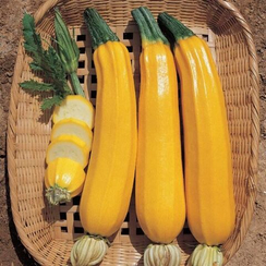 Кенар F1 семена кабачка (Гавриш)