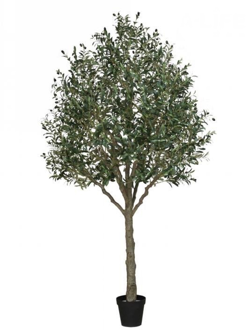 Олива 300 см.