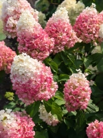 Гортензия метельчатая Пинки Промис