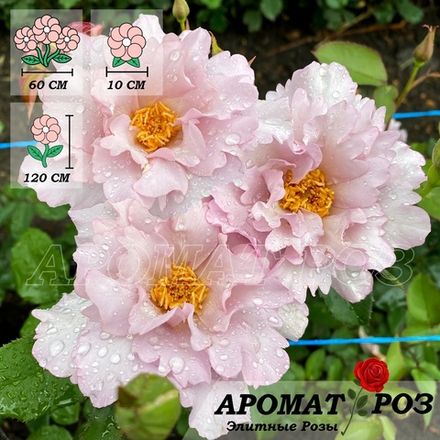 Кутюр Роз Тилия (Couture Rose Tilia)