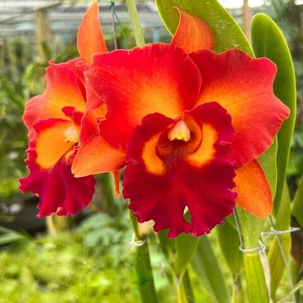 Орхидея ринхолелиокаттлея RLC. SHINAPHAT ON FIRE VOLCANO LAVA