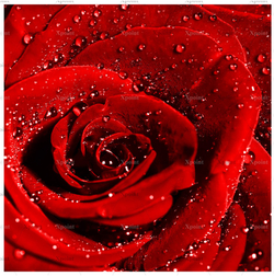 Микровелюр Xpoint (Икспоинт) 0043.01 Роза