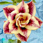 Адениум LUZIFER