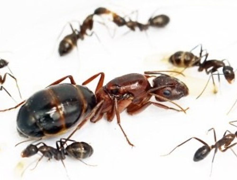 Муравьи Camponotus turkestanicus