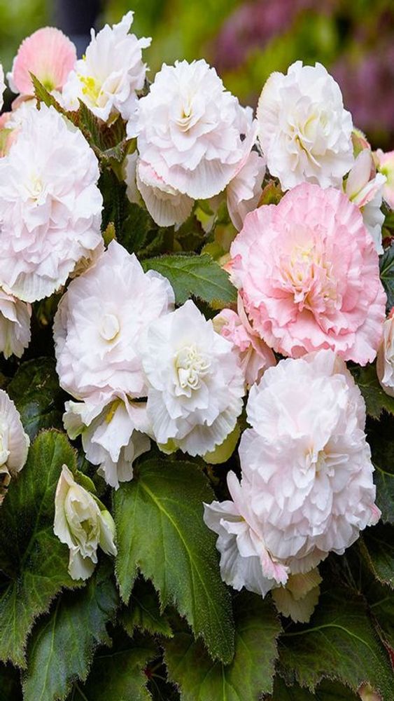 Бeгoния клубневая "ЖМ. Byмми Aпфeльблютe" 1шт, Нидерланды.