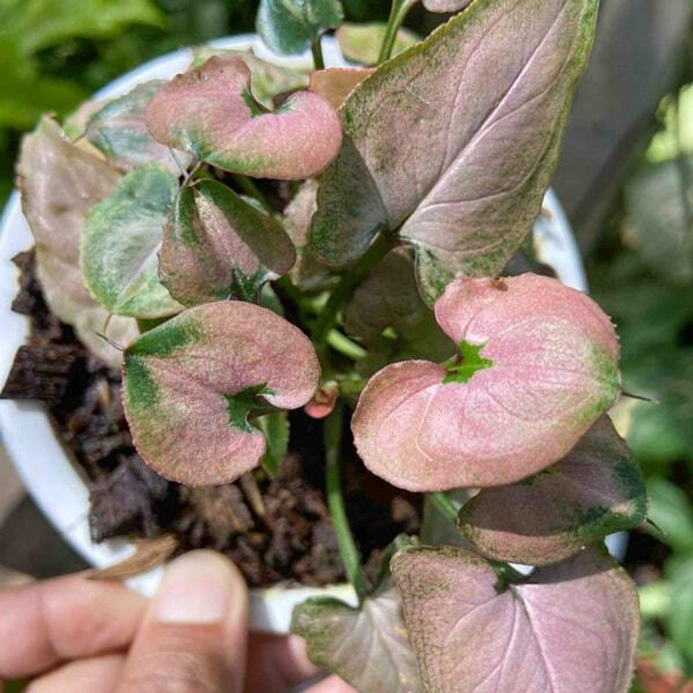 Сингониум AOM STINGRAY