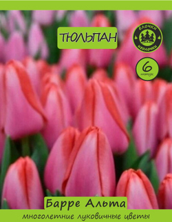 Тюльпан Луковица, Барре альта 6+ шт