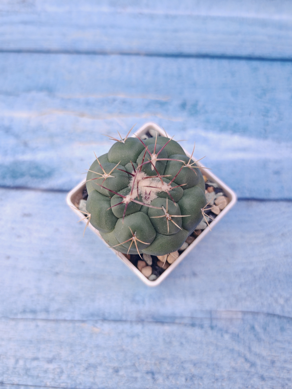 Thelocactus Hexaedrophorus (Телокактус)