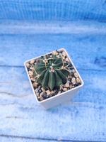 Stenocactus Coptonogonus (Стенокактус)