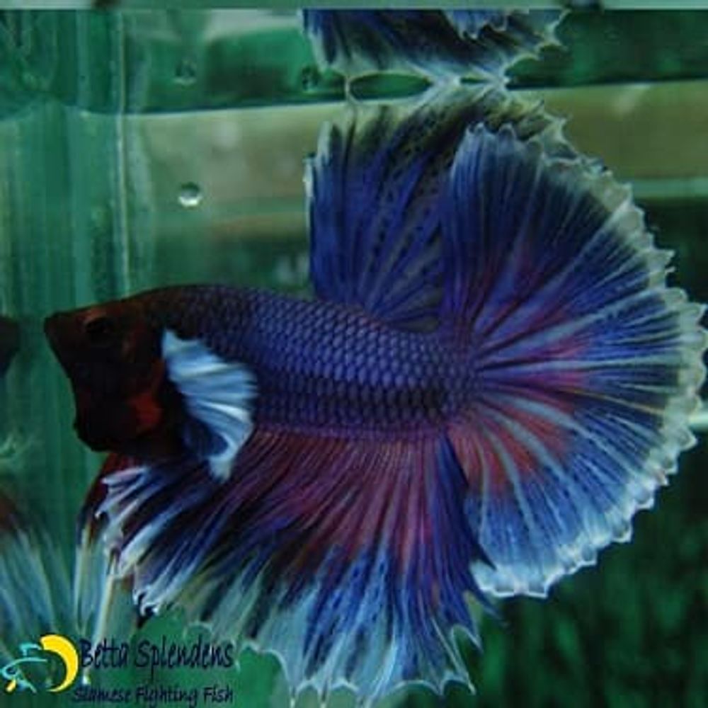 Петушок «Слоновое Ухо» (Betta Splendens DUMBO BIG ELEPHANT EAR)