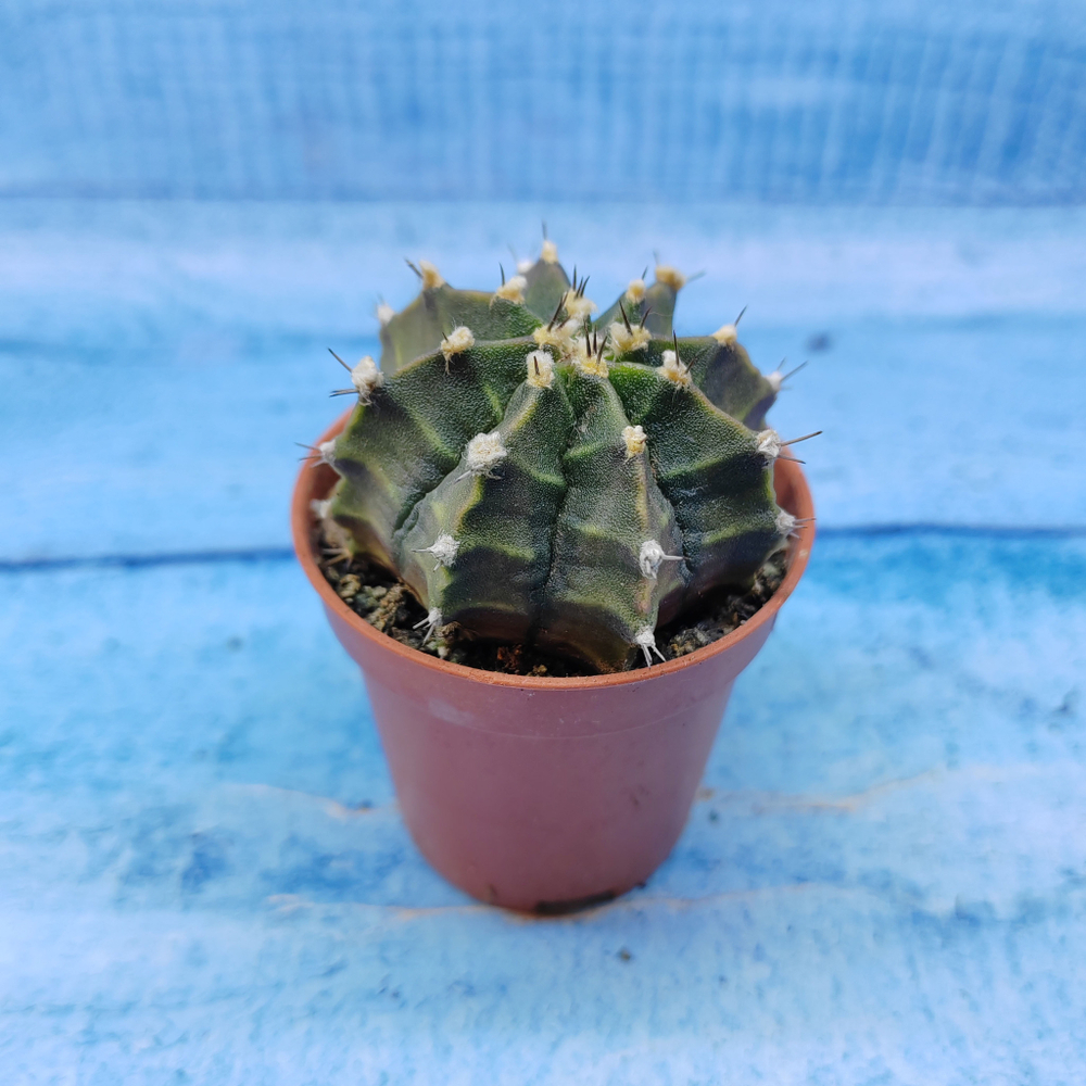 Gymnocalycium Friedrichii (Гимнокалициум)
