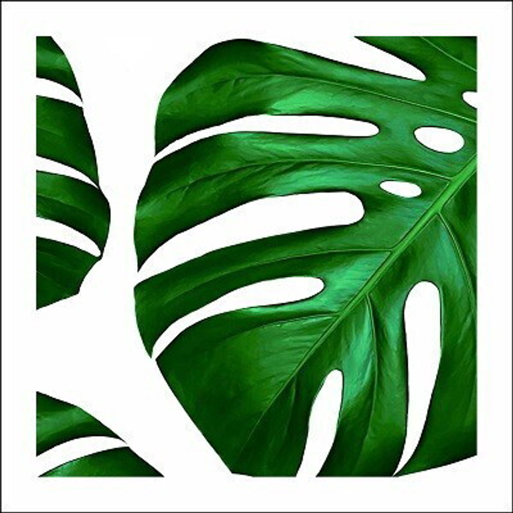 Картина 50*50 см «Листья монстеры» N490