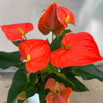 Антуриум Андрэ FLORIDA