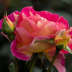 Малейка (Maleica)