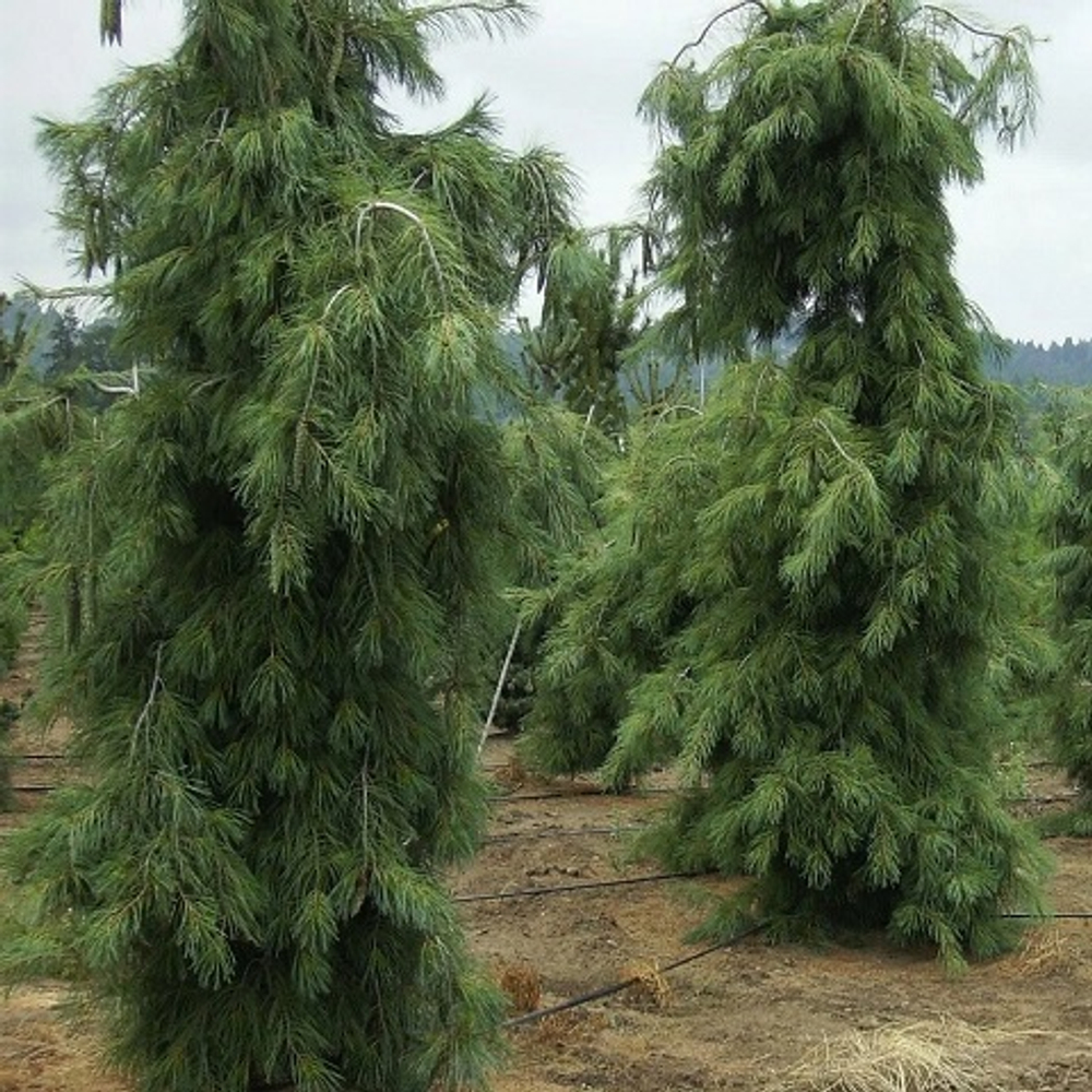 Сосна густоцветковая Пендула