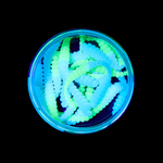 Форелевая приманка "Minoga" BOBR 3,2"(10шт) 80мм, 1,2гр, цвет 22