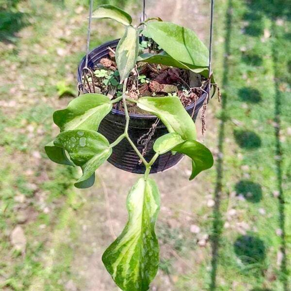 Хойя KENEJIANA VAR INSIDE