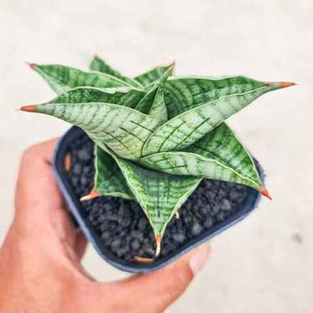 Сансевиерия HOBBIT