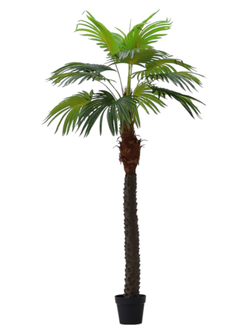 Пальма вашингтония 185 см.