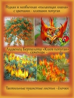 Лядвенец Клюв Попугая лотус канарский
