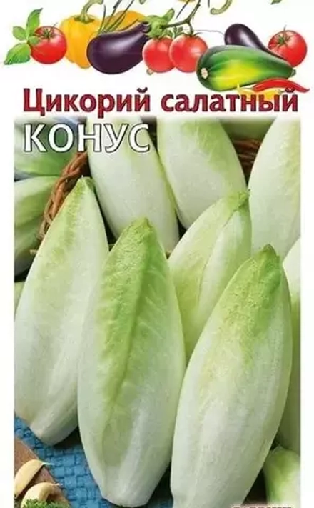 Цикорий салатный (Витлуф) Конус