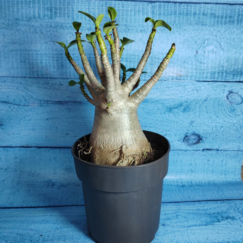 Adenium Baobab (Адениум)
