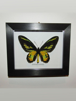 Бабочка Ornithoptera rothschildi в рамке
