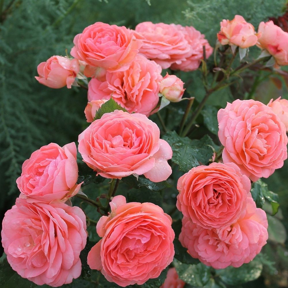 Амелия Ренессанс (Amelia Renaissance)