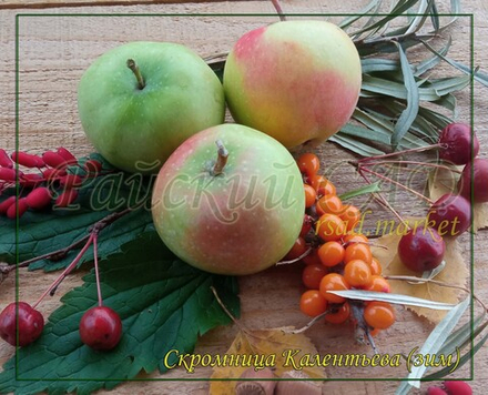 Яблоня Скромница Калентьева.