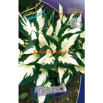 Хоста Лоялист