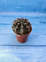 Gymnocalycium Friedrichii (Гимнокалициум)