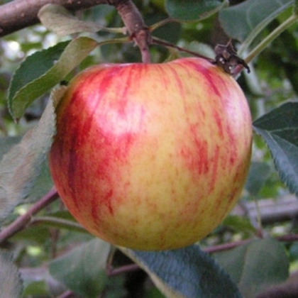 Яблоня Орлинка (горшок 7л)