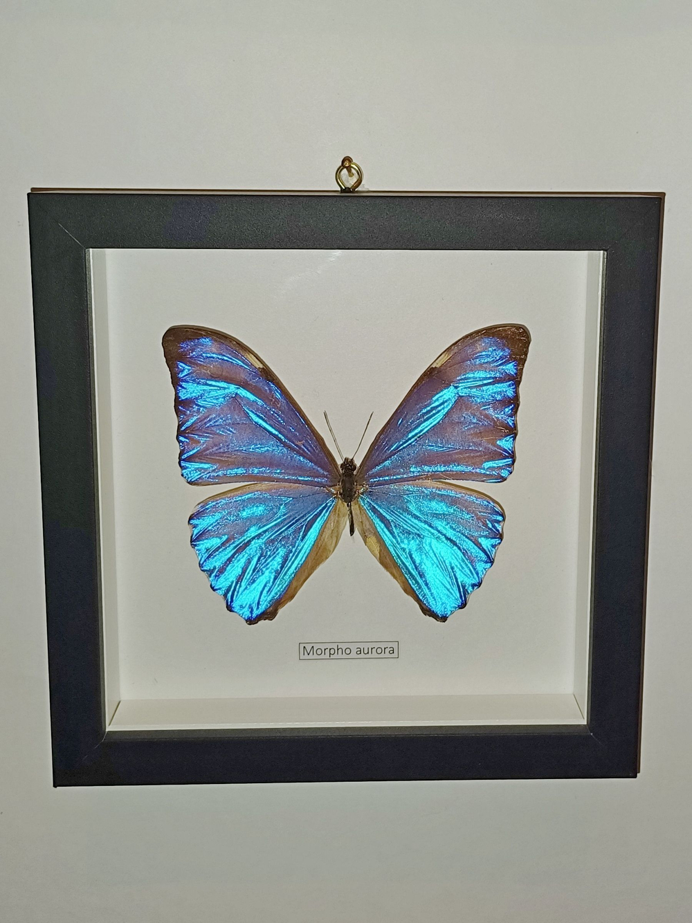 Бабочка Morpho aurora в рамке