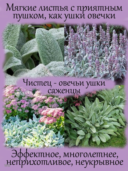 Чистец (овечьи ушки) многолетнее растение