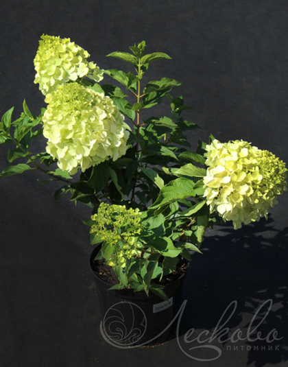 Гортензия метельчатая Polar Bear