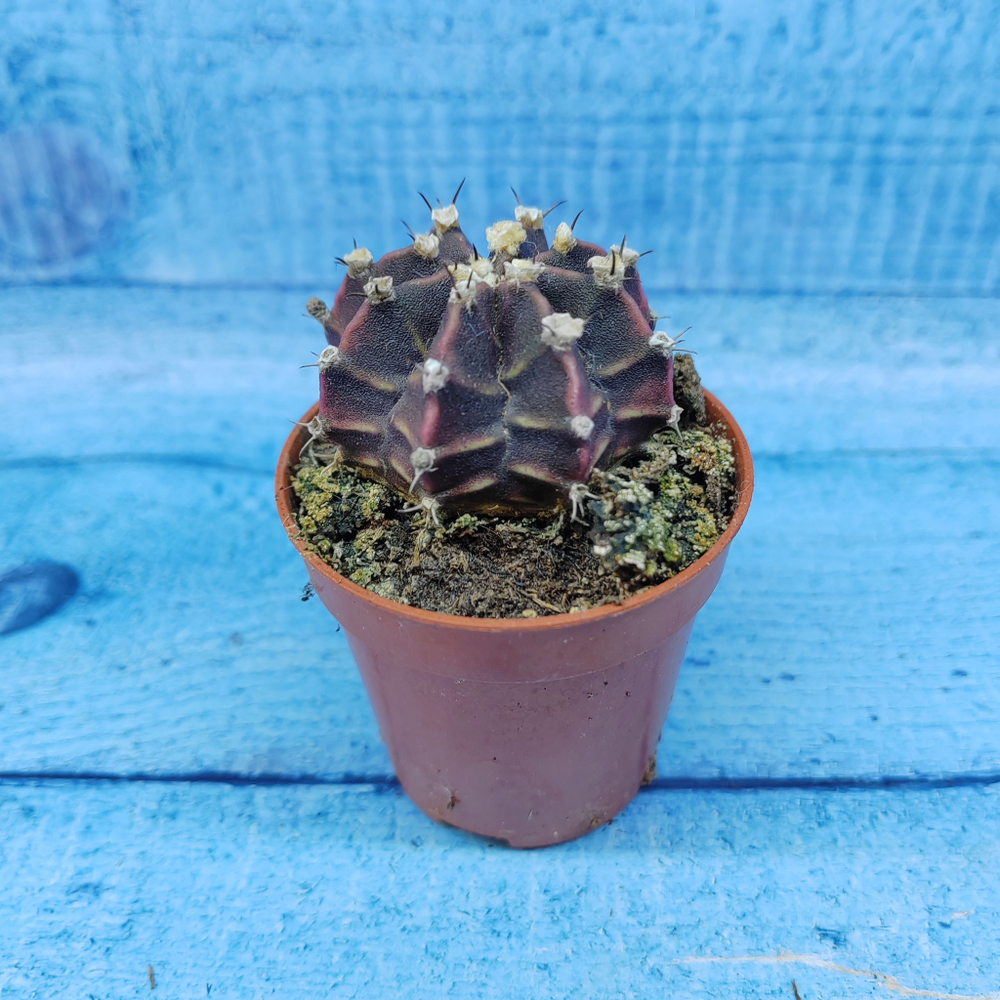 Gymnocalycium Friedrichii (Гимнокалициум)