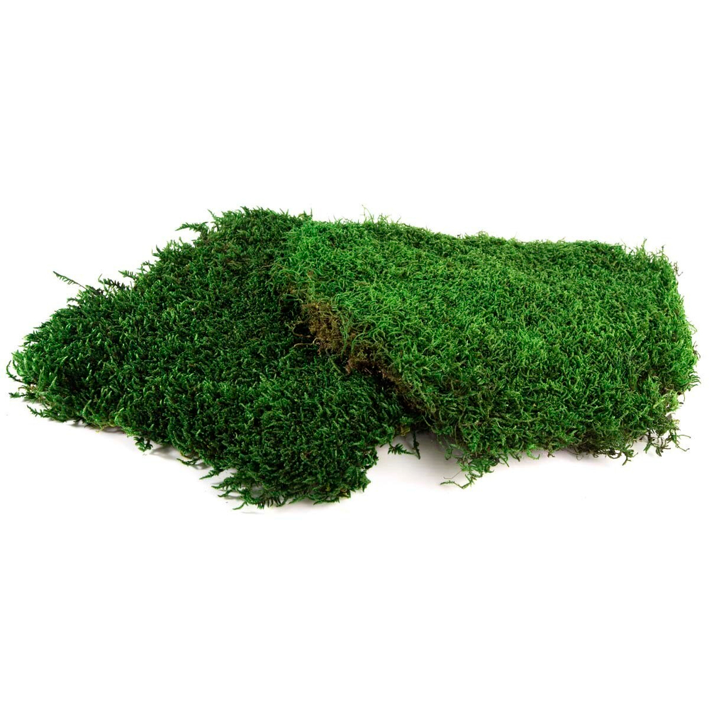 Мох плоский 1 кв.м.