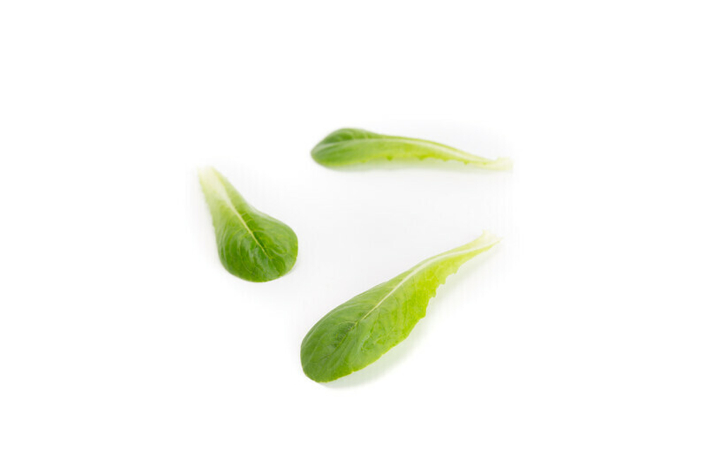 Дейволт семена салата бебилифа (Rijk Zwaan / Райк Цваан)