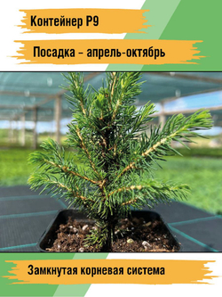 Ель канадская Коника