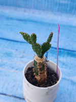 Schlumbergera opuntioides (Шлюмбергера)