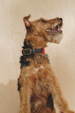 Ошейник "Пони-маскарпони" терракот